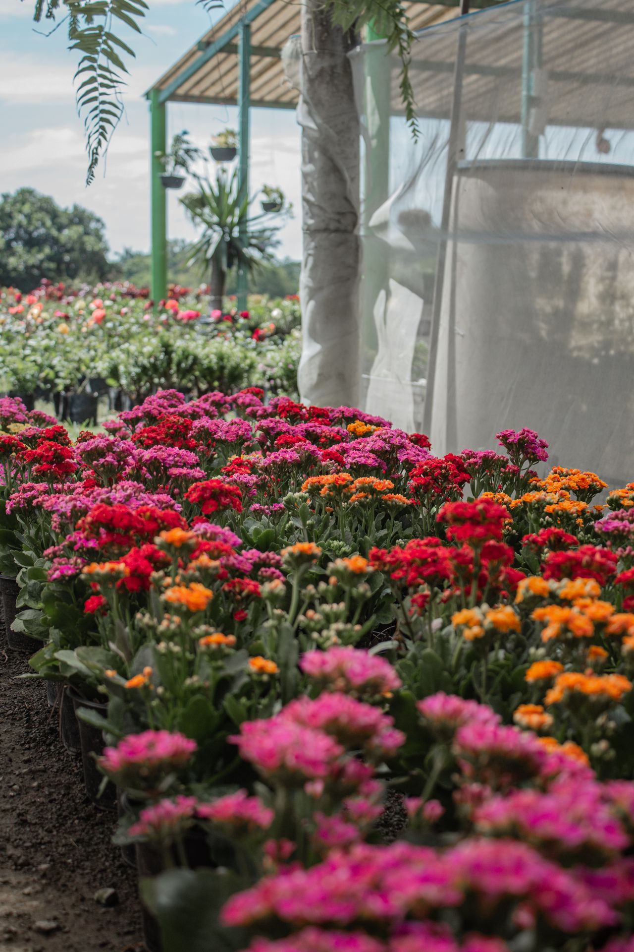 Flores coloridas em estufa de floricultura comercial