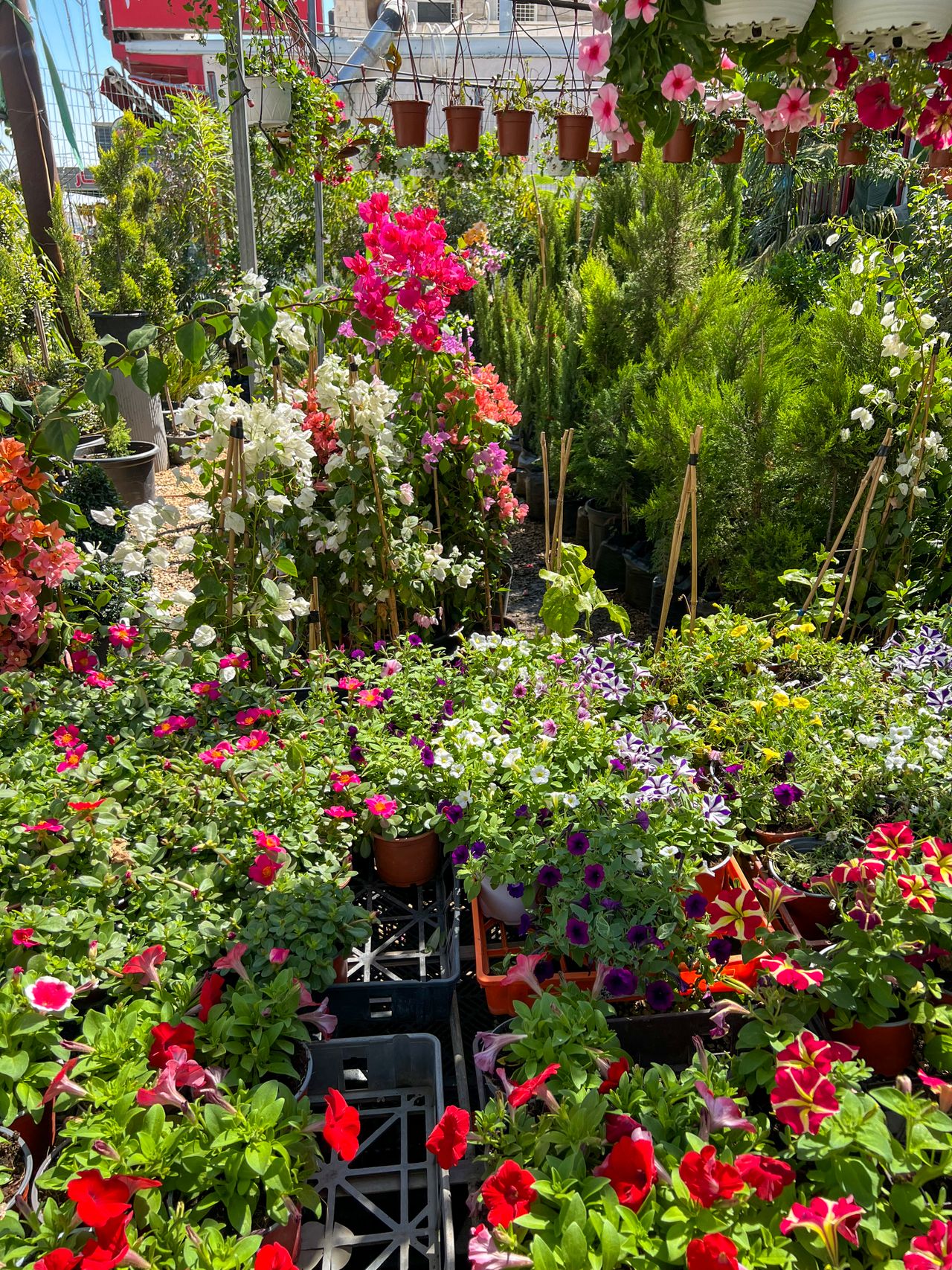 Flores ornamentais em produção em viveiro