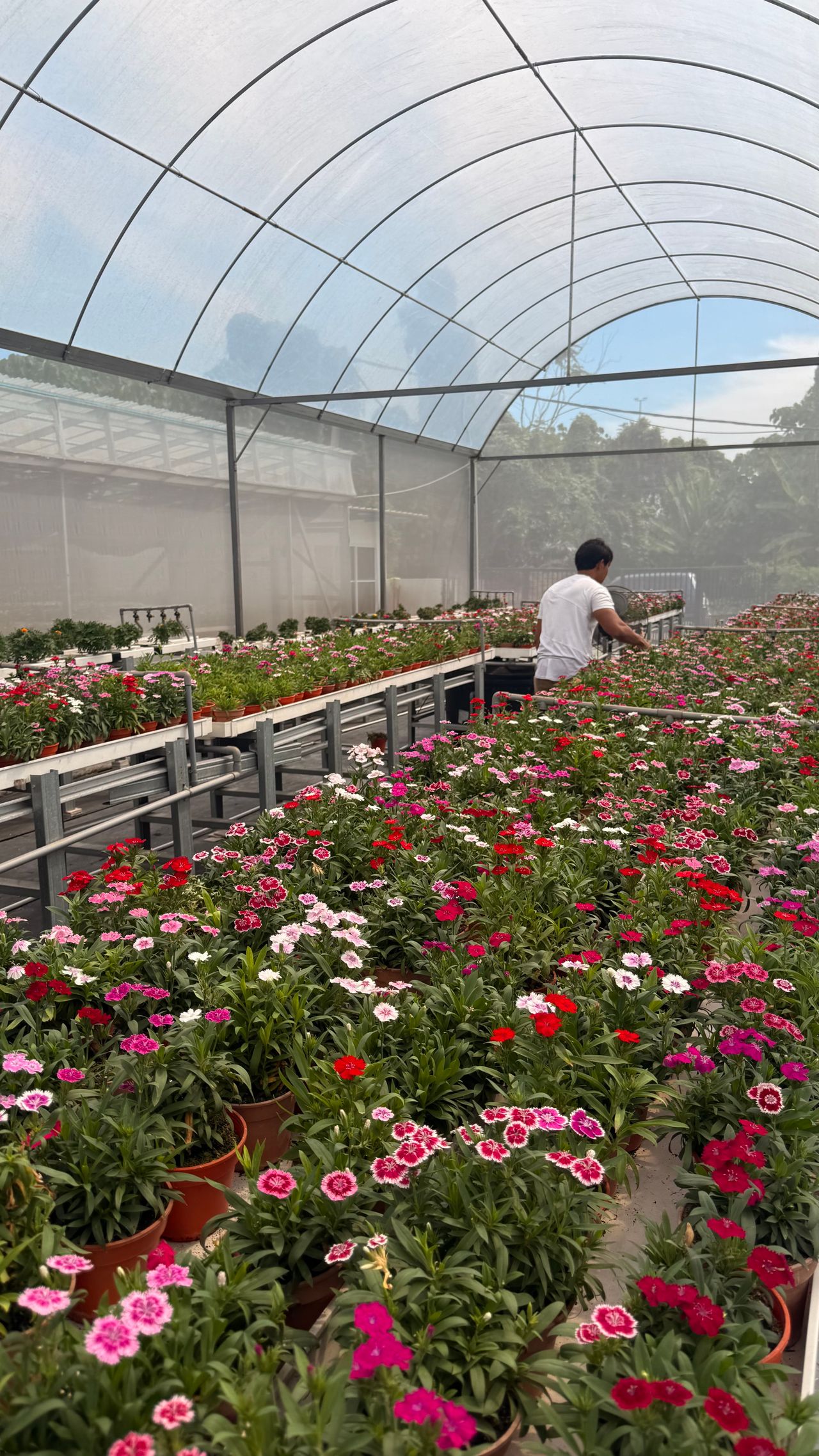 Produtor trabalhando em estufa de floricultura com flores coloridas em produção