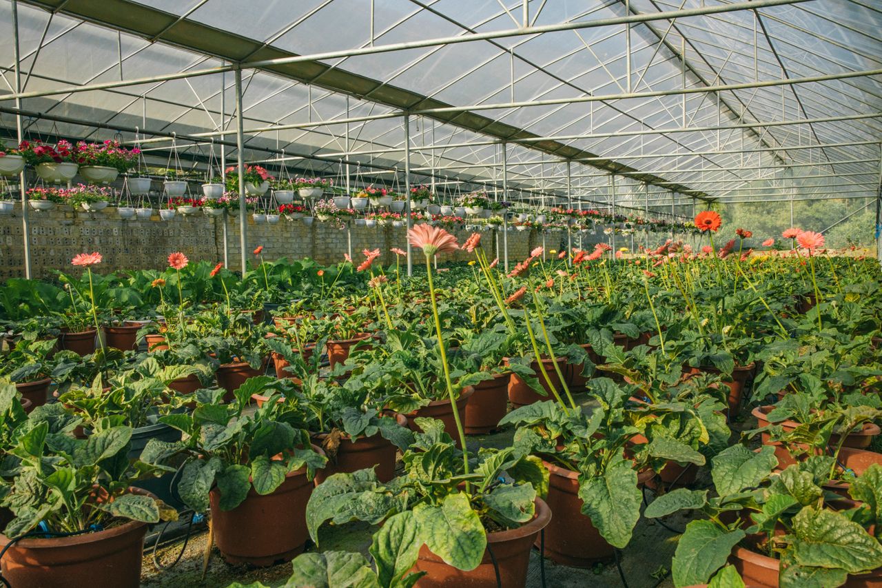 Gérberas em vasos dentro de estufa de floricultura