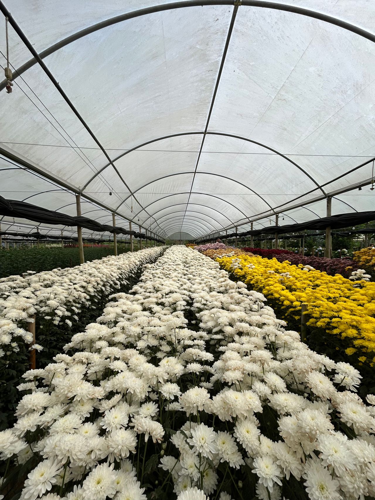 Filas de crisântemos em estufa de flores de corte