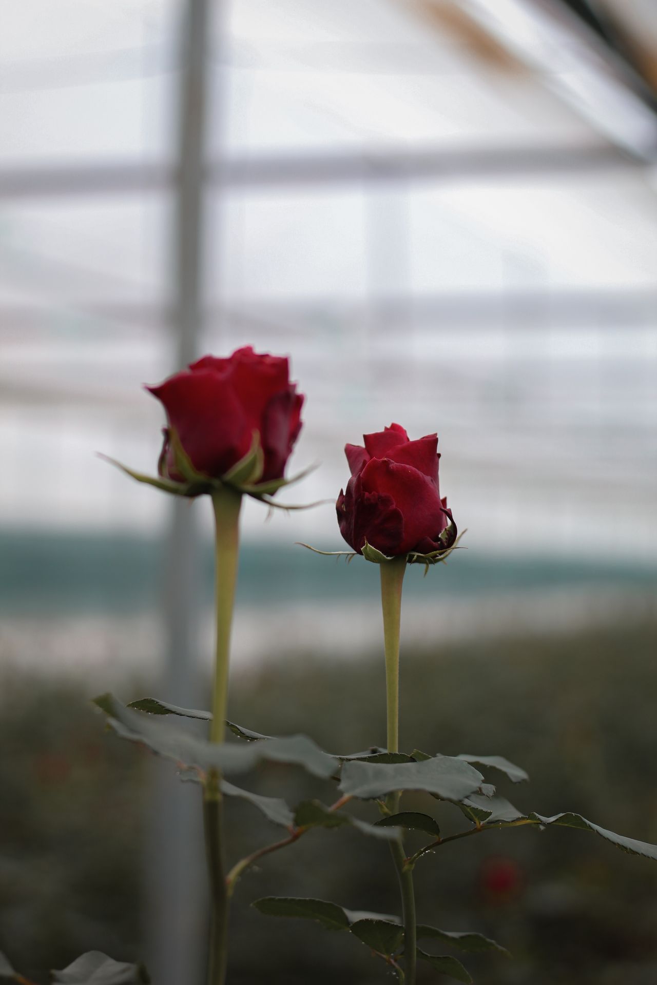 Rosas vermelhas em florescimento dentro de estufa de produção